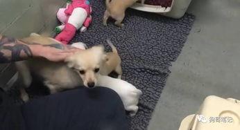 狗狗救助站爆料视频,感人视频揭露救助站真实面貌 第3张 狗狗救助站爆料视频,感人视频揭露救助站真实面貌 第3张